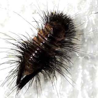 بید فرش و قالی