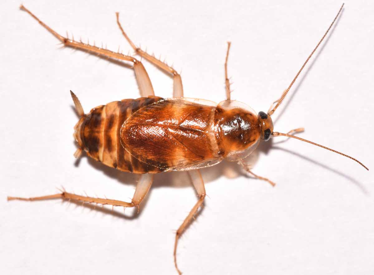 brown-striped-cockroach