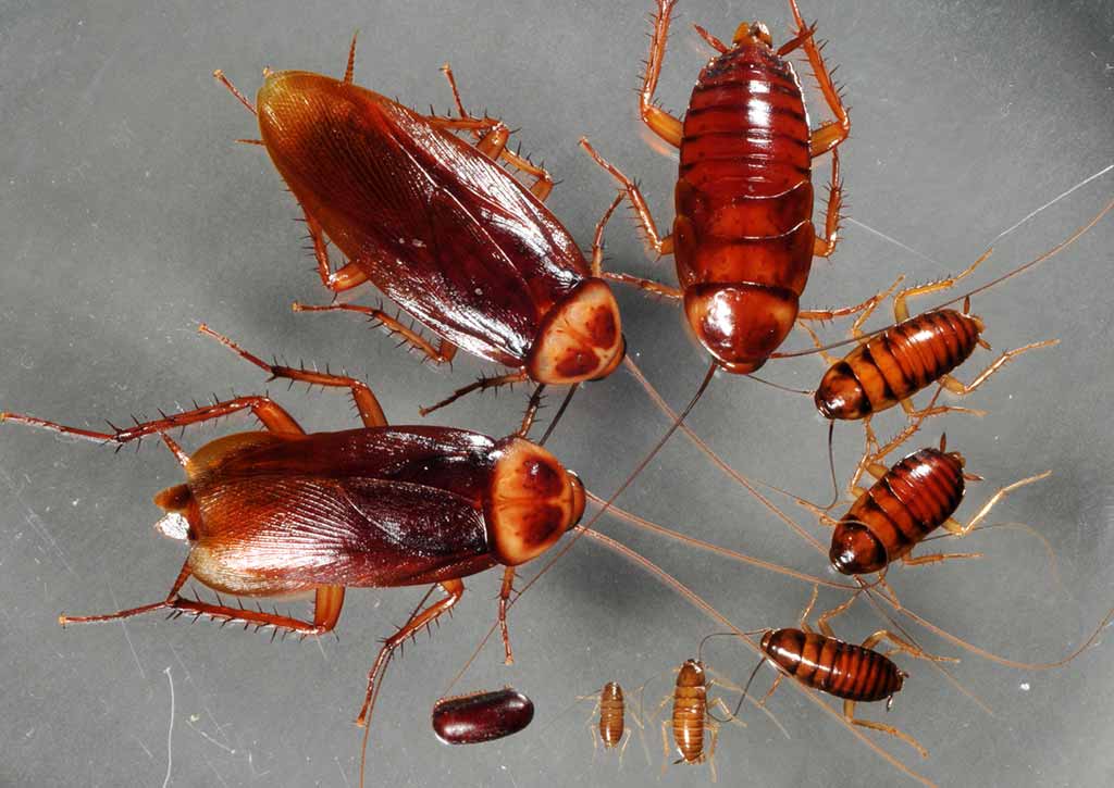cockroach-american_negindasht7