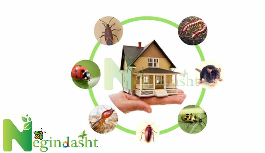 Pest control in negindasht