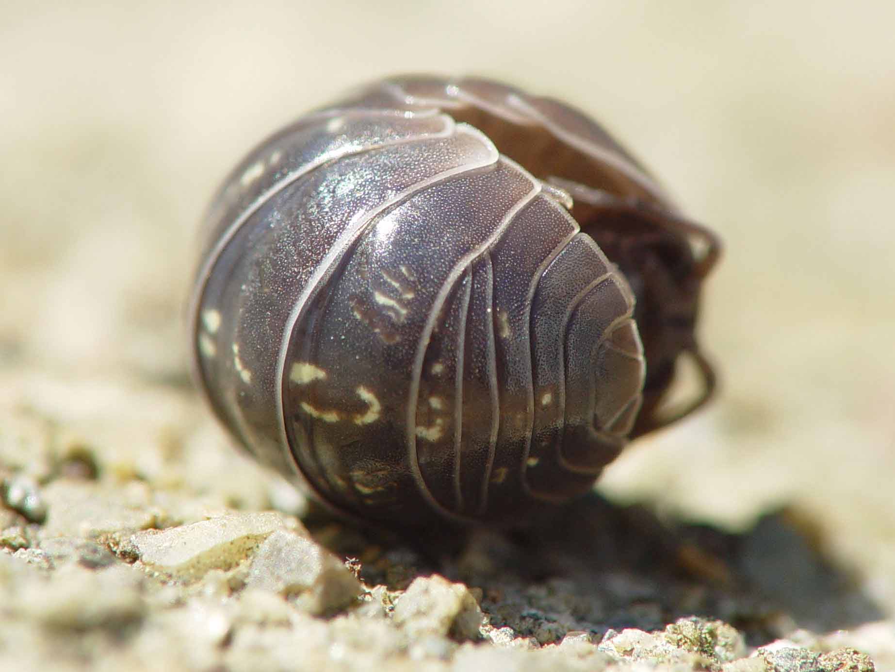 Armadillidium vulgare 000