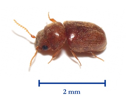 Drugstore Beetles