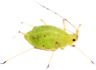 aphids negindasht