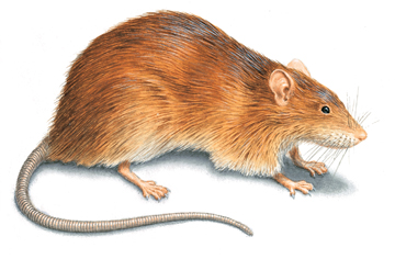 norway rat illustration 360x236