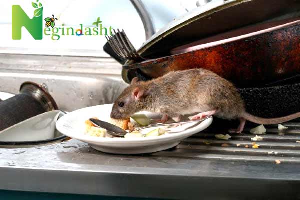 rat near kitchen sink on plate.negindasht