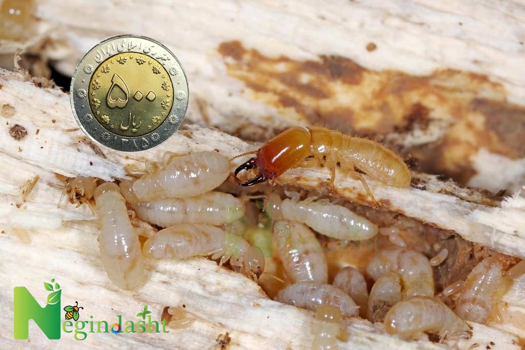 Depositphotos negindasht