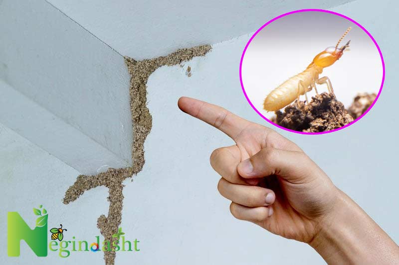 termite signs mud tube negindasht