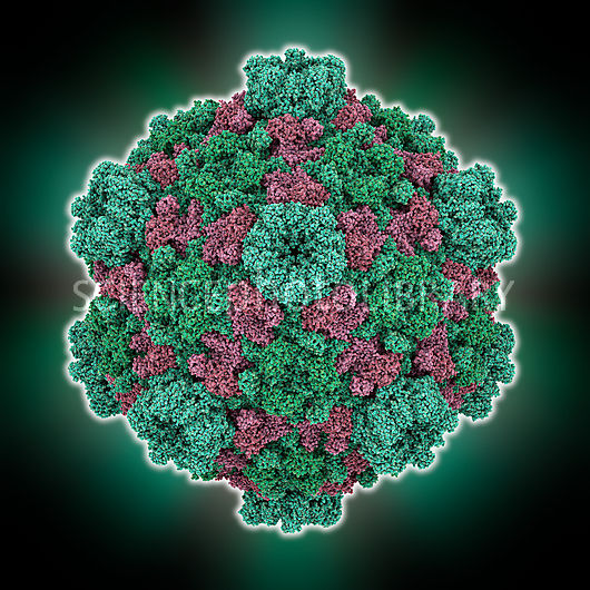 C0142866 Cytoplasmic polyhedrosis virus capsid