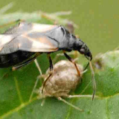 Anthocoridae Family 1