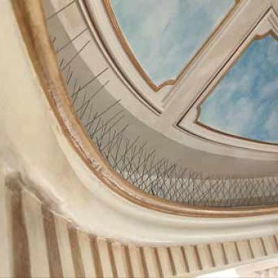 Bird Spikes Goriz Negindasht 15